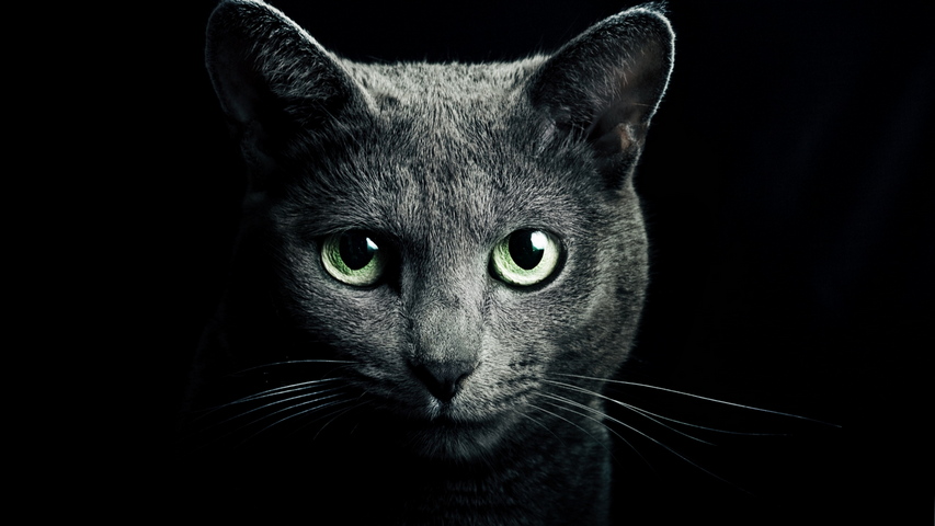 猫の黒い繁殖ロシアの青い目壁紙 Phonekyから携帯端末にダウンロード