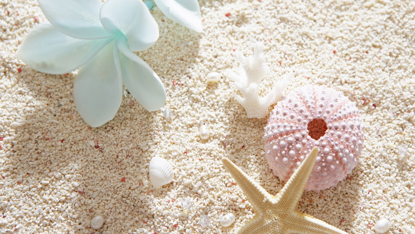 Flowers Sand Seashells Summer Mood Wallpaper - Download to your mobile