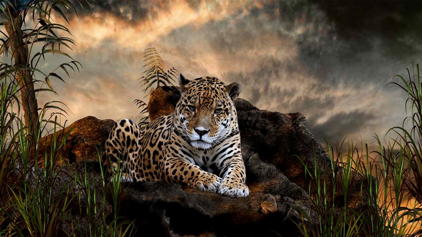 Impresionante leopardo