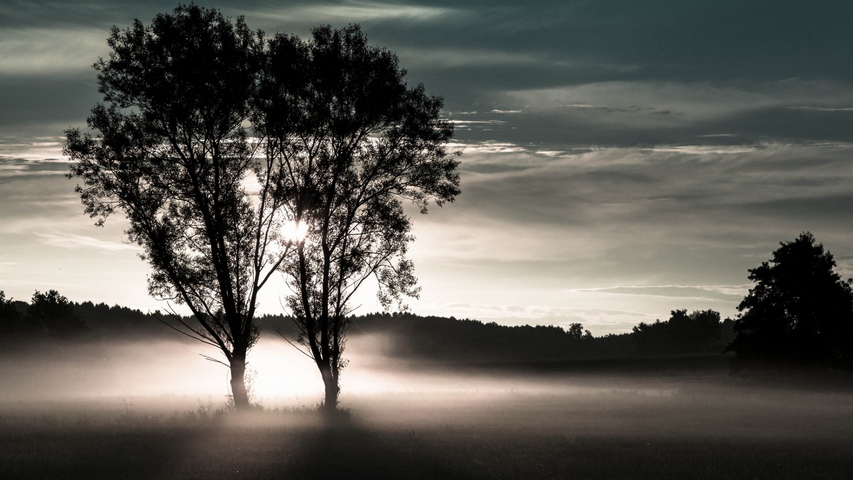 Trees Field Two Fog Forest Evening Wallpaper - Download to your mobile ...