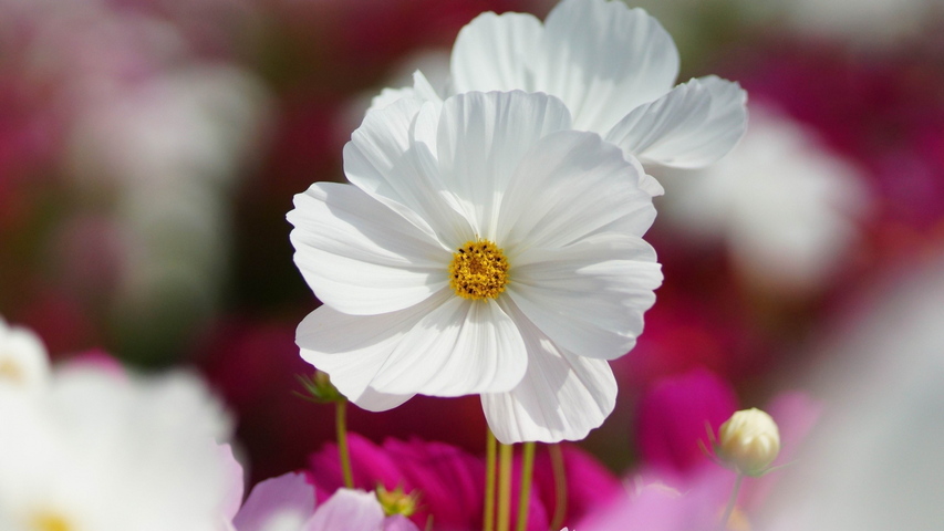 Flowers Petals Nature Stem Wallpaper Download To Your Mobile From Phoneky