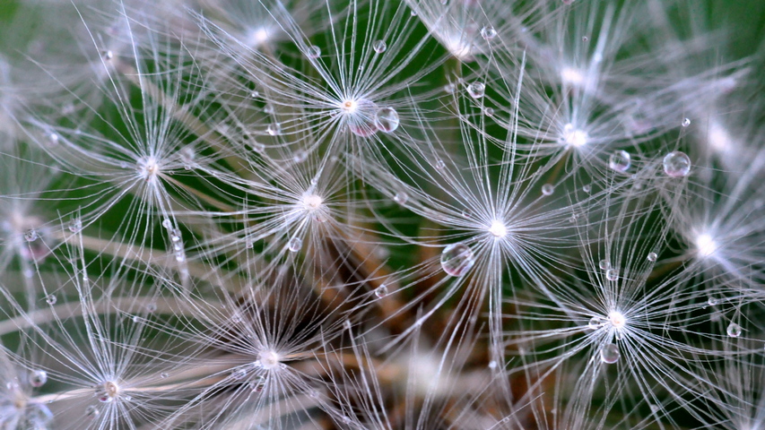 Dandelion Fluff Drop Wallpaper - Download to your mobile from PHONEKY