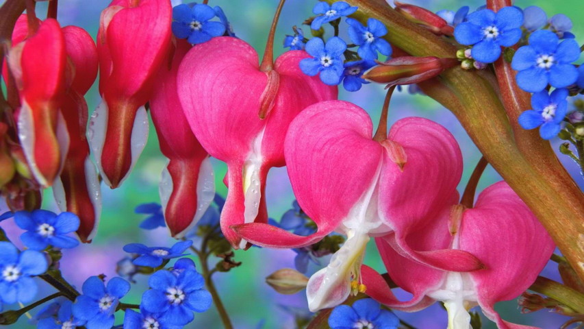 Flower Bugs Wallpaper - Download to your mobile from PHONEKY