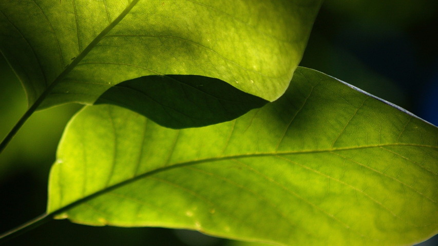 Green Leaf Theme