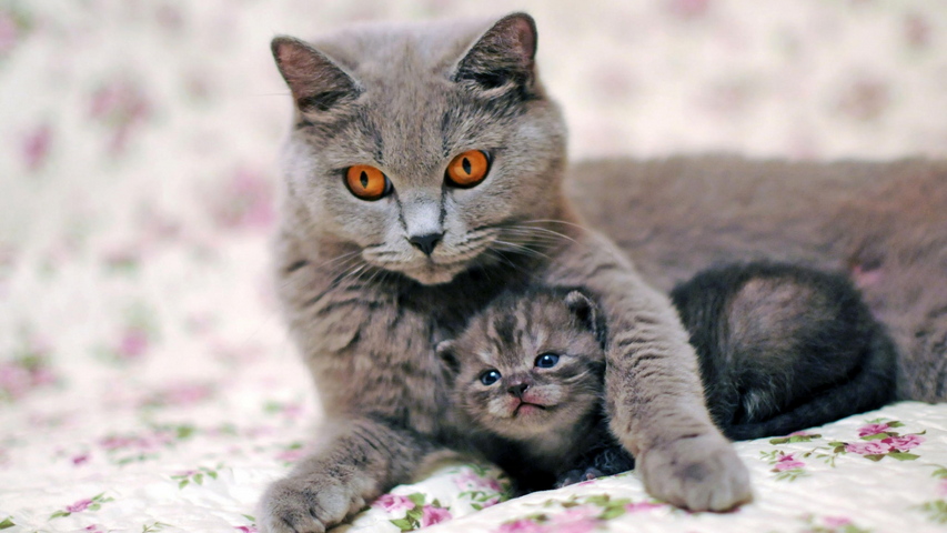 Chat Chaton Soin Tendresse Fond D Ecran Telecharger Sur Votre Mobile Depuis Phoneky