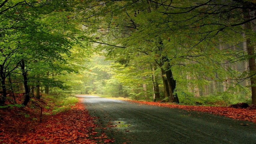 Path Between Autumn Nature Wallpaper - Download to your mobile from PHONEKY