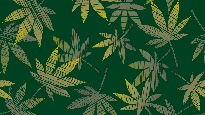 Leaves Cannabis Plants Surface Texture