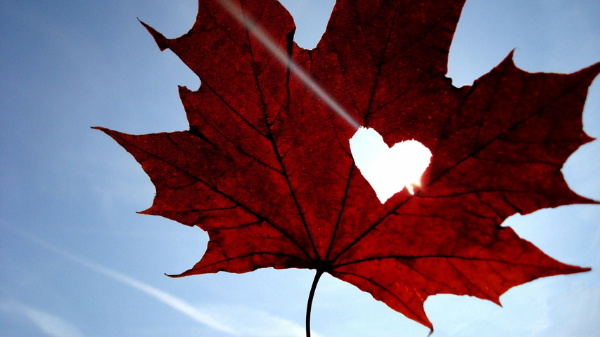 Maple Leaf Heart