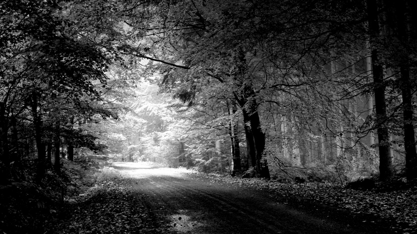 Road Autumn Black And White Trees