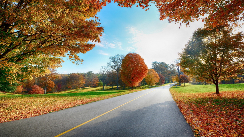 Road Markings Autumn Trees