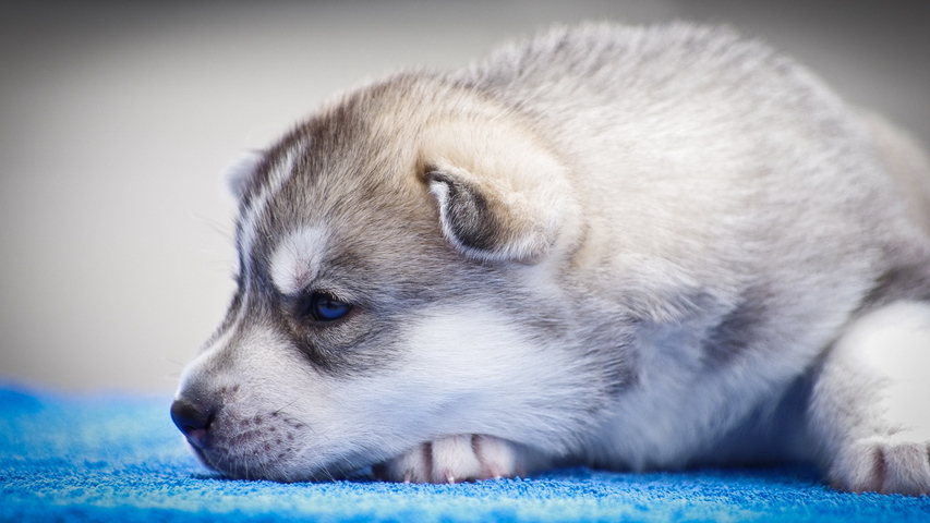 Museau De Chiot Husky Aux Yeux Bleus Fond D Ecran Telecharger Sur Votre Mobile Depuis Phoneky