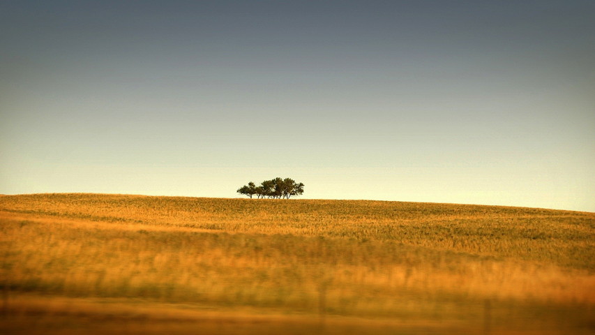 A Group Of Tree Wallpaper - Download to your mobile from PHONEKY