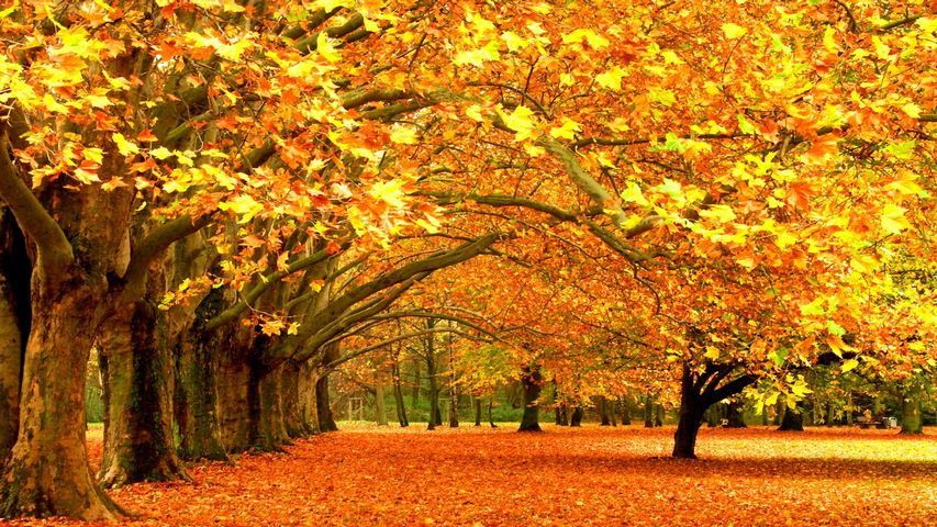 Autumn Trees Park Foliage