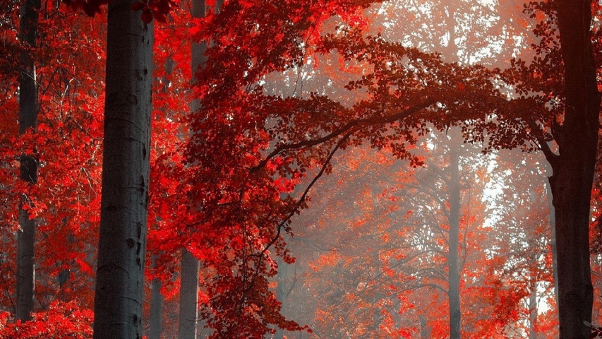 Red Forest HD wallpaper download