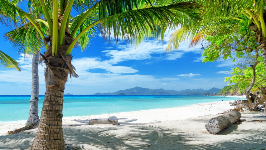 Tropics Beach Sand Palm Trees