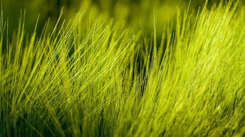 Cánh đồng lúa mì mùa xuân