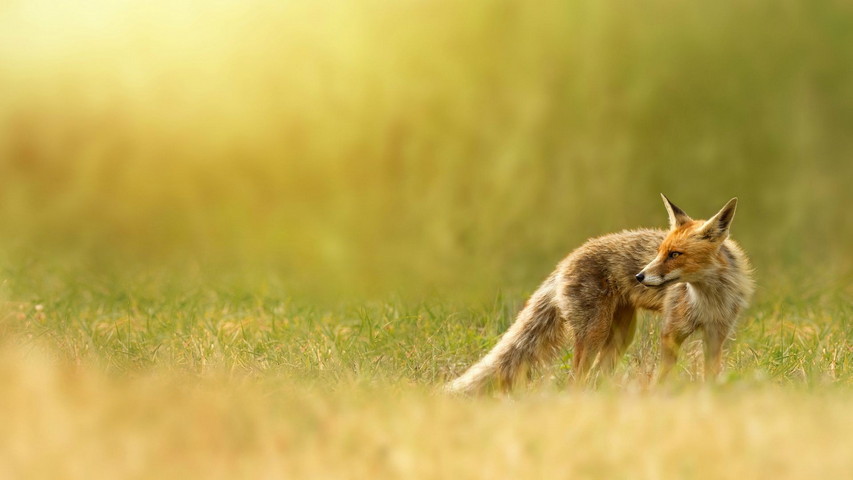 Single Fox Wallpaper - Download to your mobile from PHONEKY