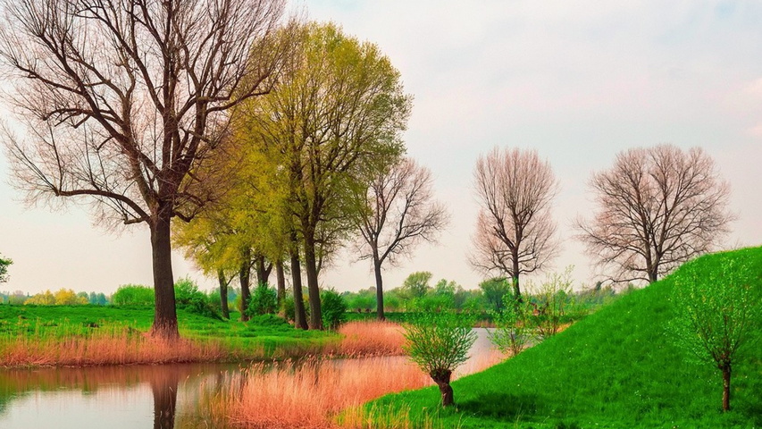 Spring Tree Wallpaper - Download to your mobile from PHONEKY