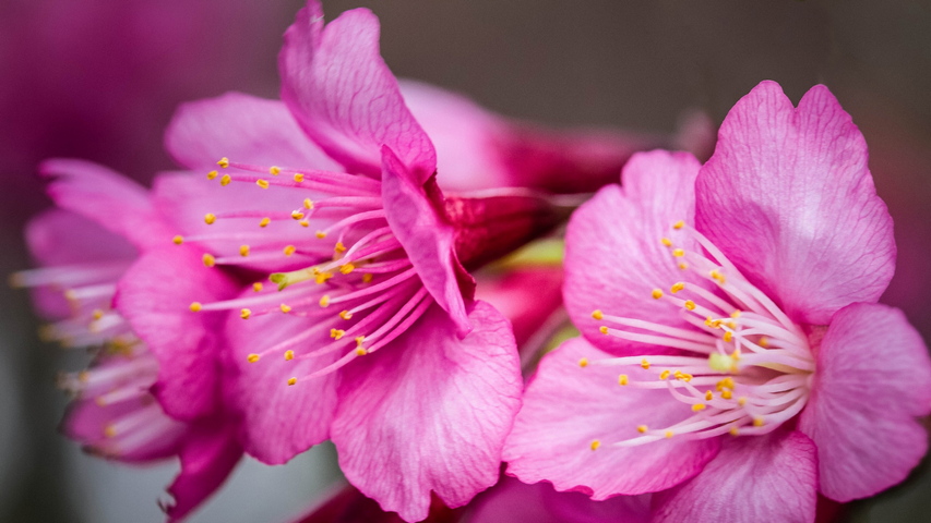 Wow 17+ Download Wallpaper Bunga Sakura Merah Muda - Richa ...