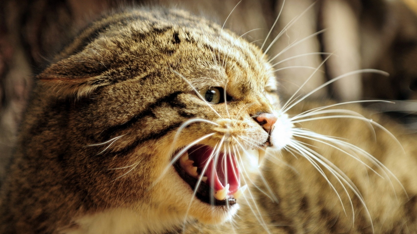 European Wild Cat Wild Cat Face Teeth Jaws Teeth Rage Wallpaper ...