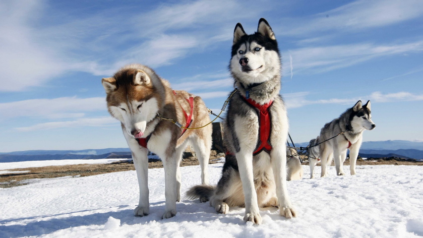 ảnh Chó Alaska Tải Xuống Miễn Phí ảnh Động vật dễ thương đáng yêu con chó  đẹp Trên Lovepik