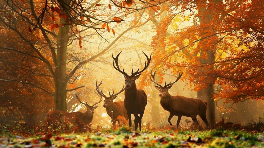 Deer Grass Leaves Autumn