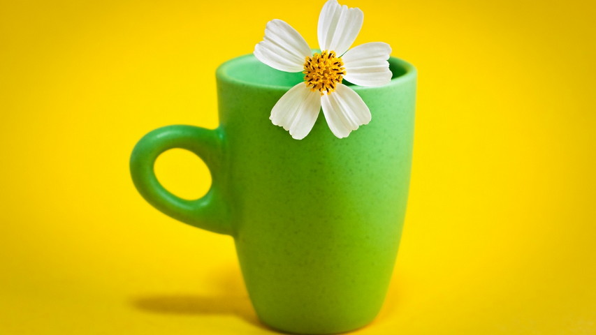 Flower In Cup Wallpaper - Download to your mobile from PHONEKY