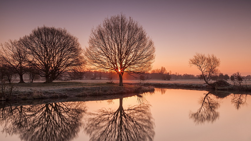 Tree Reflection Wallpaper - Download to your mobile from PHONEKY