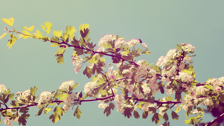 Honey Blossom Flowers Wallpaper - Download to your mobile from PHONEKY