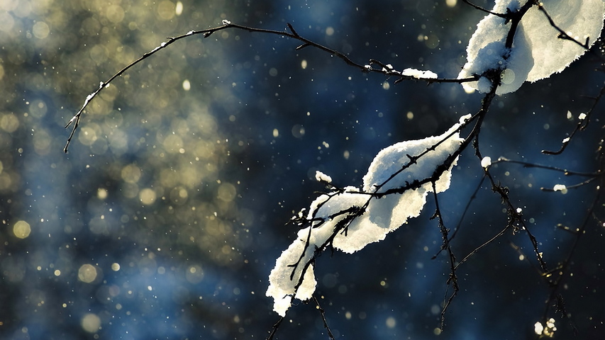 Branch Naked Snow Wallpaper - Download to your mobile from PHONEKY