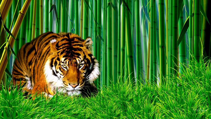 竹林の虎
