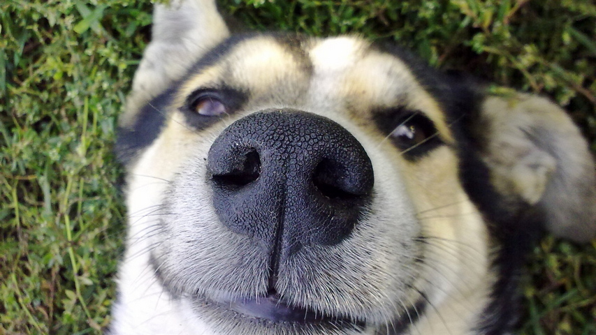 Muka Hidung Anjing Wallpaper Muat Turun Ke Telefon Bimbit Anda