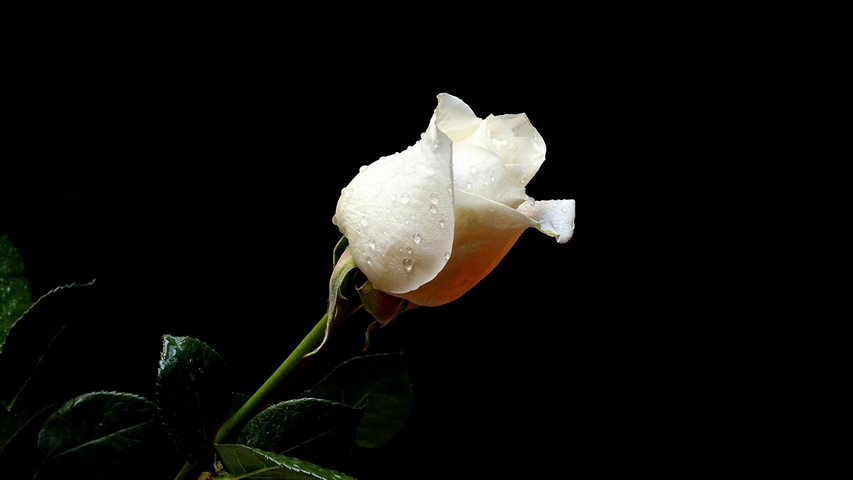 Rose Flower Drops Fresh
