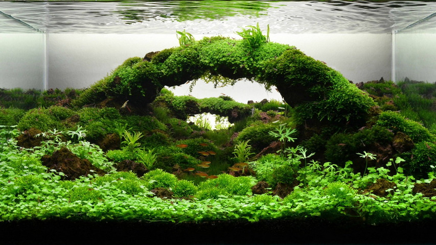 Aquarium Aquascapes Wallpaper Download To Your Mobile From Phoneky