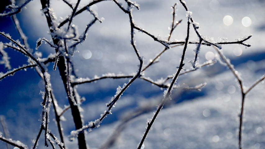 Snow Branch Tree Wallpaper - Download to your mobile from PHONEKY