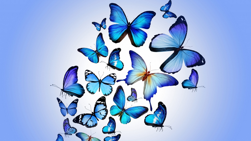 美しい蝶のカラフルな青の描画壁紙 Phonekyから携帯端末にダウンロード