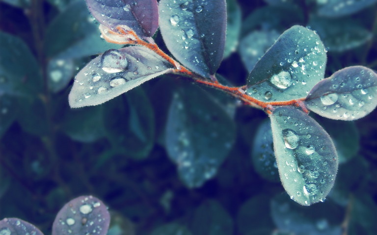Water Drops Leaf