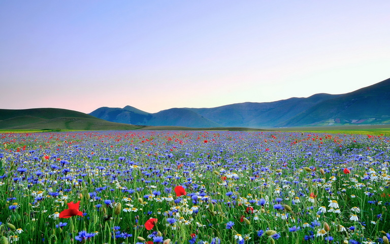 Beautiful Field Of Flowers HD Wallpaper - Download to your mobile from ...