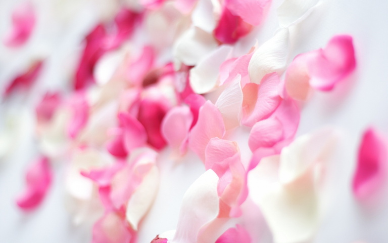 Pink Orchid Flowers Wallpaper - Download to your mobile from PHONEKY