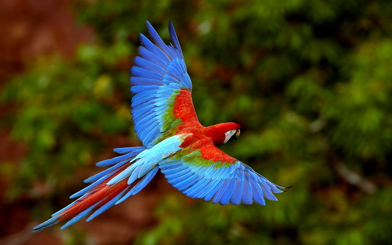 Colorful Parrot Wallpaper Download To Your Mobile From Phoneky