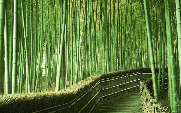 Hutan Buluh Jepun Wallpaper Muat Turun Ke Telefon Bimbit Anda Dari Phoneky