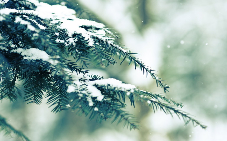 Winter Fir Tree Wallpaper - Download to your mobile from PHONEKY