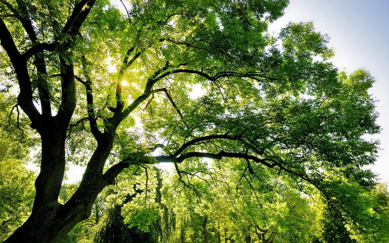 Amazing Tree Branches Wallpaper - Download to your mobile from PHONEKY