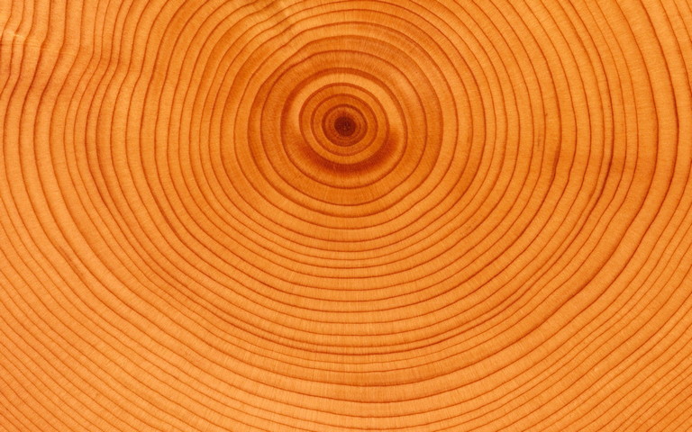 Texture Of Growth Rings Wallpaper - Download to your mobile from PHONEKY