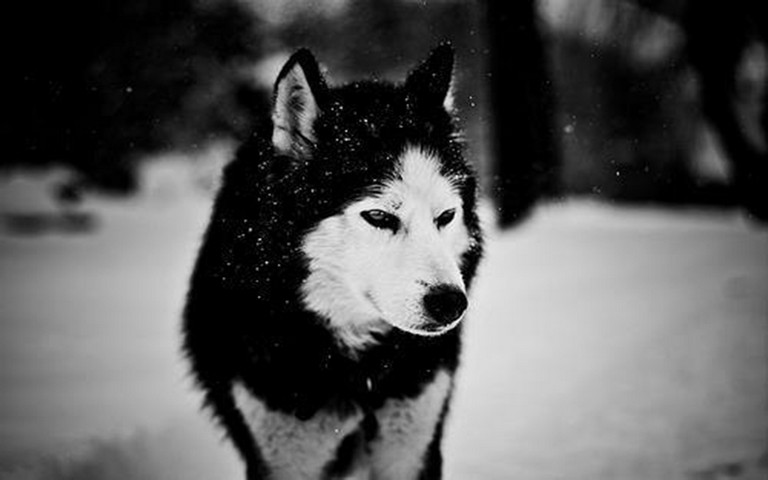 Black & White Wolf