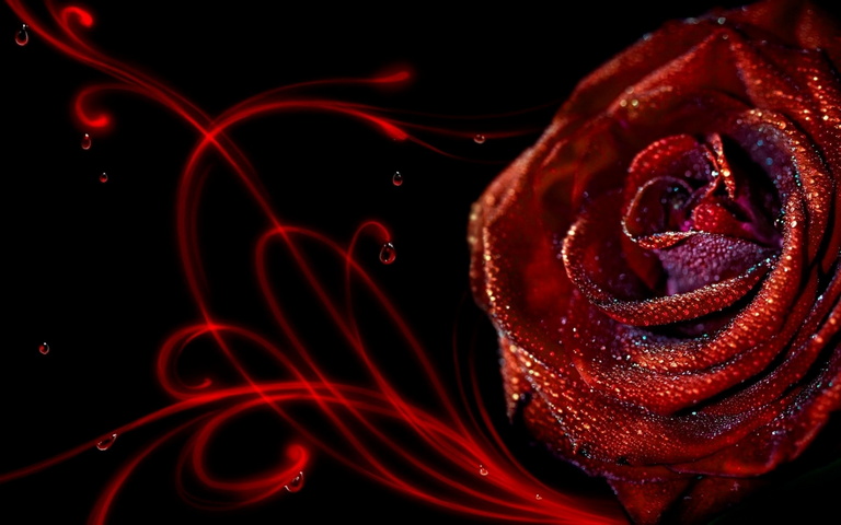 Rose Wallpaper - Download to your mobile from PHONEKY
