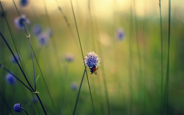 La abeja chupa la flor morada