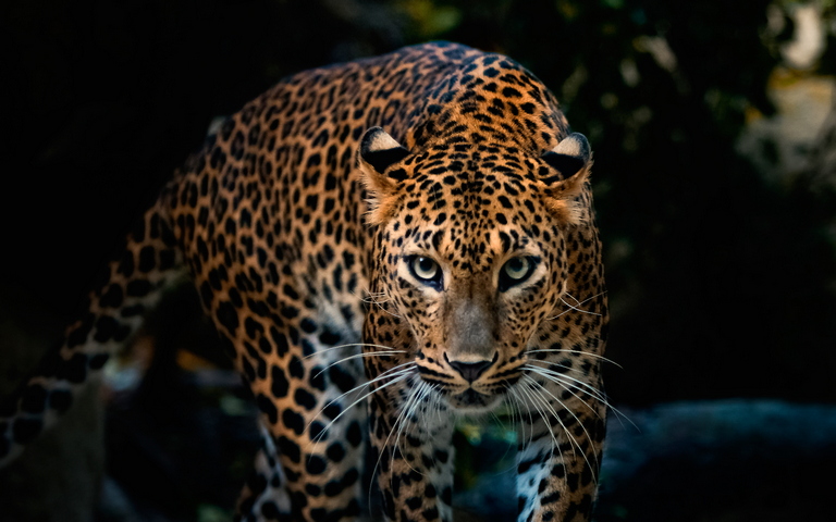 Leopardo mirada seria