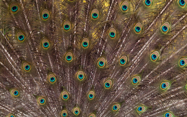 Peacock Feathers Wallpaper - Download to your mobile from PHONEKY