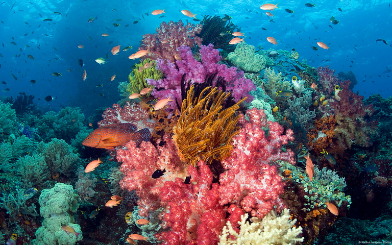 الشعب المرجانية في اندونيسيا